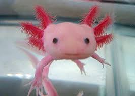 Axolotl By Michelle Alexandra On Prezi