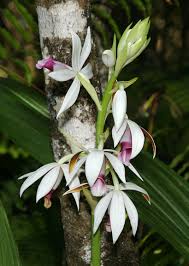 Image result for Phaius
