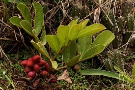 Image result for Lannea edulis