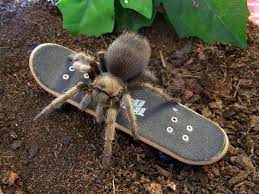 On the flip side, these creatures make some awesome subjects for. Tarantulas Are Nasty By Racieb On Deviantart
