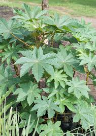 Image result for Ricinus communis
