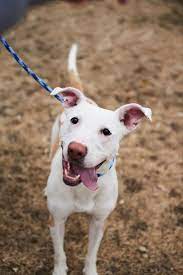 'skipper and gilligan,' two of the dogs rescued from an uninhabited northern manitoba island. 10 Best Animal Adoption Shelters Nonprofits In Northern Michigan Mynorth Com