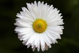 Pink flowers, white flowers, garden, floral background, blossom, spring, 5k. Daisy Flower Wallpaper Daisy Flower 2560x1707 Download Hd Wallpaper Wallpapertip