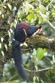 Indian Giant Squirrel Animals Beautiful Giant Squirrel Rare Animals