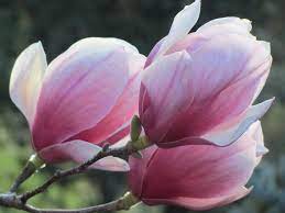Glorious Magnolias Beautiful Flowers Amazing Flowers Magnolia Flower