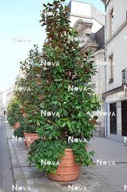 Image result for Pupalia grandiflora