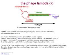 Enterobacteria phage 434 (bacteriophage 434). Ppt The Phage Lambda L Powerpoint Presentation Free Download Id 248441