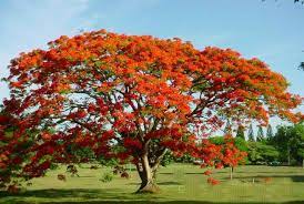 Galeria De Imagenes Flamboyan Royal Poinciana Flame Tree Flowering Trees