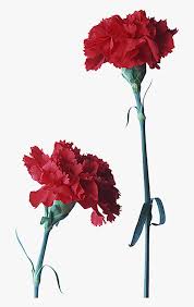 A primeira era um cravo. Cravo Flor Em Ingles Hd Png Download Transparent Png Image Pngitem