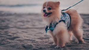 The average lifespan of a teacup pomeranian is between 12 and 16 years. How To Take Care Of A Teacup Pomeranian Useful Tips