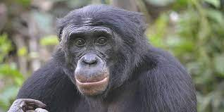 The bonobo is one of the most rare and intelligent animals in the world. Bonobos Bevorzugen Bad Boys Natur Derstandard De Wissen Und Gesellschaft