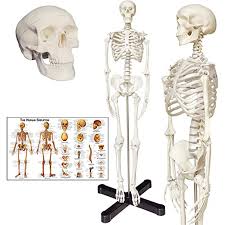 It is made up of 24 bones known as vertebrae, according to spine universe. Human Skeleton Anatomy Model With Metal Stand 33 5 Inches Human Skeleton Model With Movable Arms And Legs Including Anatomical Skeleton Model Colorful Chart Amazon Com Industrial Scientific