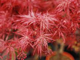 How To Grow Japanese Maples Acers Saga