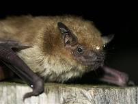 Bats in Action, Tiny Tots