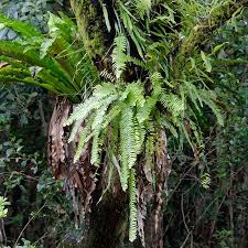 Image result for Nephrolepis acutifolia