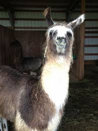 My Best Llama Photos To Date Jessica Swift Llama Alpaca Funny Photo