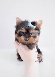 All puppies come with full health, vaccination and guarantee valid 1 year with complete dosage of shots. Tiny Yorkie Puppies For Sale Teacup Puppies Boutique