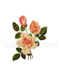 Wall Art Print Vintage Rose Printable Pink Rose Image Etsy Flower Illustration Botanical Flowers Print Rose Illustration