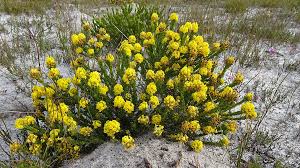 Image result for Athrixia phylicoides