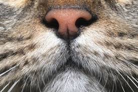 Kedilerin Sevdigi 8 Koku My Animals Hayvanlar