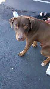 A cave creek, az 85266 rescue helping to find loving homes for dogs. Puppy Luv Animal Rescue Puppy Time Facebook