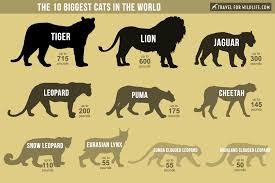 (length wise) who is the biggest of them all? The Biggest Cats In The World Travel For Wildlife