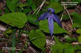 Clematis, in general, do best if roots are in cool soil (protected from sun) and tops in full sun. Us Wildflower S Database Of Genus I Clematis I Wildflowers For All States