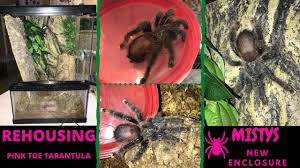 Gratis versand für millionen von artikeln. Rehousing My Avicularia Avicularia Pink Toe Tarantula Midnight Mist New Enclosure Youtube