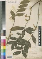 Image result for Dicranolepis