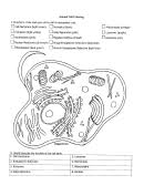 A biology resource site for teachers and students which includes lesson plans, student handouts, powerpoint presentations and laboratory investigations. Animal Cell Coloring Key Printable Pdf Download
