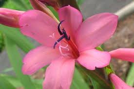 Image result for Watsonia borbonica