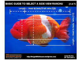 Rafflesgold Forums Gallery In 2020 Goldfish Gallery Aquarium Fish