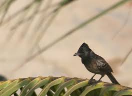 Pied Crow Black Bird With White Ring Around Neck Common Birds Of Iit Kanpur And North India
