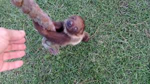 Baby sloths have to be swaddled in special outfits to keep them warm. Baby Sloth Videos Sure To Cure Those Mid Day Blues
