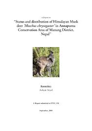 The alpine musk deer recorded in the himalayan foothills is now considered a separate species, the himalayan musk deer. Pdf Status And Distribution Of Himalayan Musk Deer Moschus Chrysogaster In Annapurna Conservation Area Of Manang District Nepal