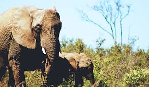 These countries have wild grassland plains, woodlands, and the savannas which are suited for them. 12 Africa Animal Volunteer Programs To Roar About