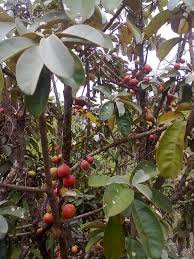 Image result for Vitellariopsis kirkii