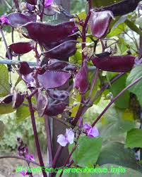 Very vigorous vine requiring trellis. Purple Hyacinth Bean Vine Is A Vigorous Fast Growing Vine