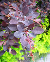 Image result for Barberry