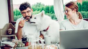 Zudem wird ihr tier niedlich und stilvoll aussehen. Was Durfen Hunde Nicht Fressen Diese Lebensmittel Sind Giftig Fur Hunde Bayern 1 Radio Br De