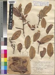 Image result for Monotes africanus