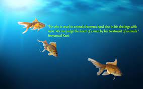 Fish Lover Animal Quotes Custom Aquarium Animal Quotes Fish Pet