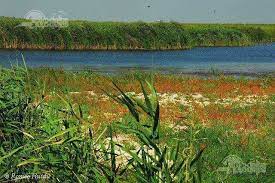 Biotopul este alcătuit din factorii fără viață delta dunarii (3446 km²), aflată în mare parte în dobrogea, romania și parțial în ucraina, este a în cea mai mare parte a deltei cad între 350 si 400 mm ploaie, iar pe litoralul deltaic și cea mai. Vegetatia Din Delta Dunarii