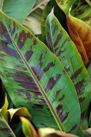 Image result for Musa acuminata