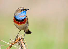 Bluethroat Bird Facts | Luscinia Svecica