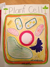 We did not find results for: Plant Cell Hand Drawn Poster We May Toss A Bean Bag On It And Try To Guess The Parts Plant And Animal Cells Plant Life Cycle Plant Cell