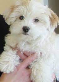 Maybe you would like to learn more about one of these? Central Oregon Havanese Home Poodle Mix Havanese Puppies Havanese
