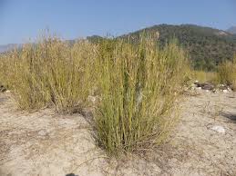 Image result for Orthanthera