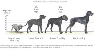 A Typical Great Dane Growth Chart Great Dane K9