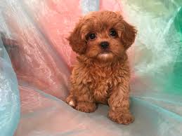 Pekingese shih tzu mix temperament. Shih Tzu Poodle Breeders Iowa Illinois Minnesota Puppies Ready